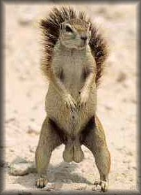Squirrel_nuts_button